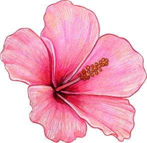 Watercolor Realistic Colorful Hibiscus Flower